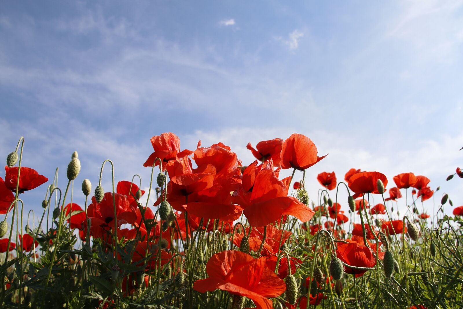 Canon EOS 70D sample photo. Poppy, cornflower, red poppy photography