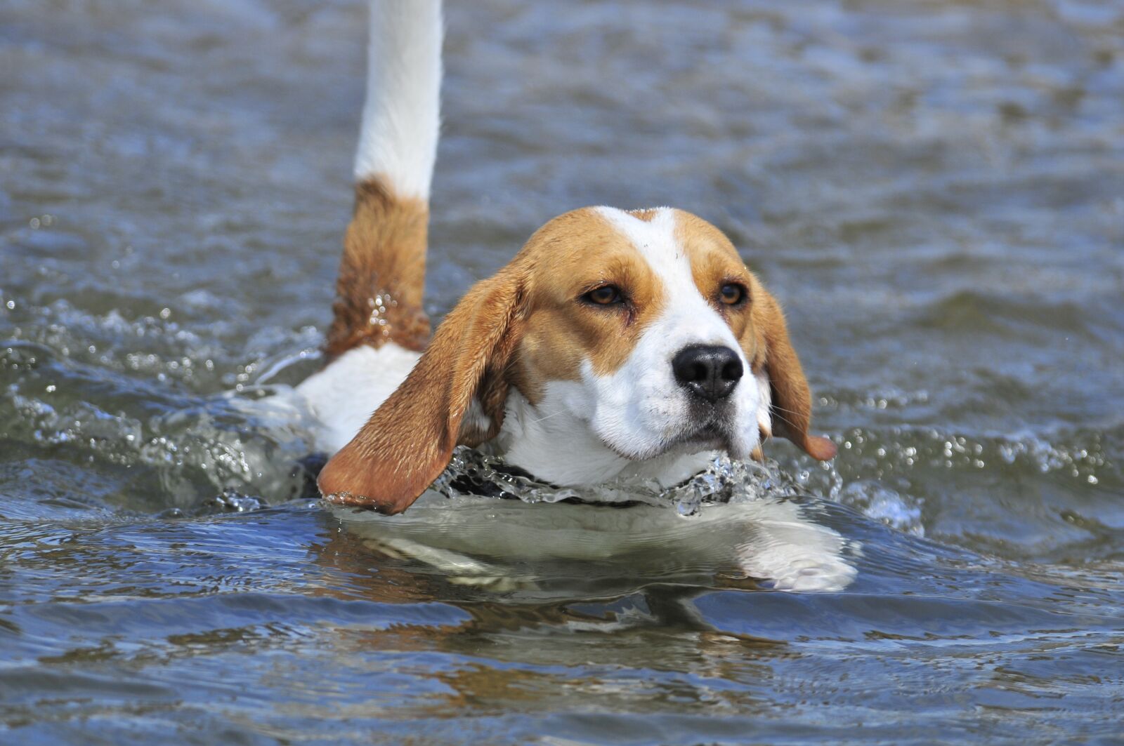 Nikon D300 sample photo. Dog, animals, pets photography