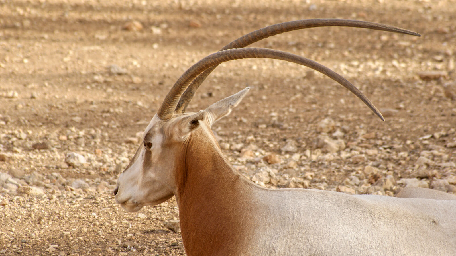 Sony Alpha DSLR-A230 sample photo. Animal, animals, brown, ghazal photography