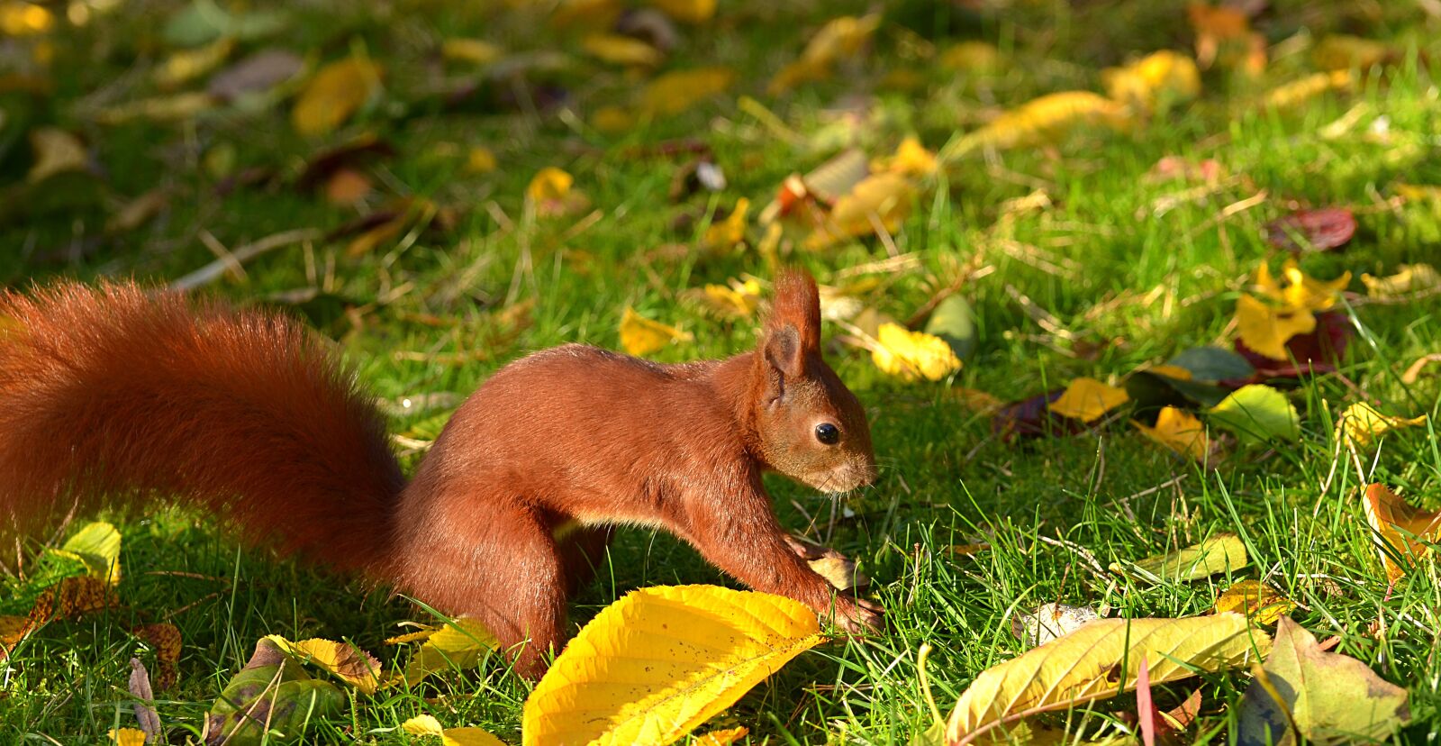 Nikon D5100 sample photo. Nature, grass, cute photography