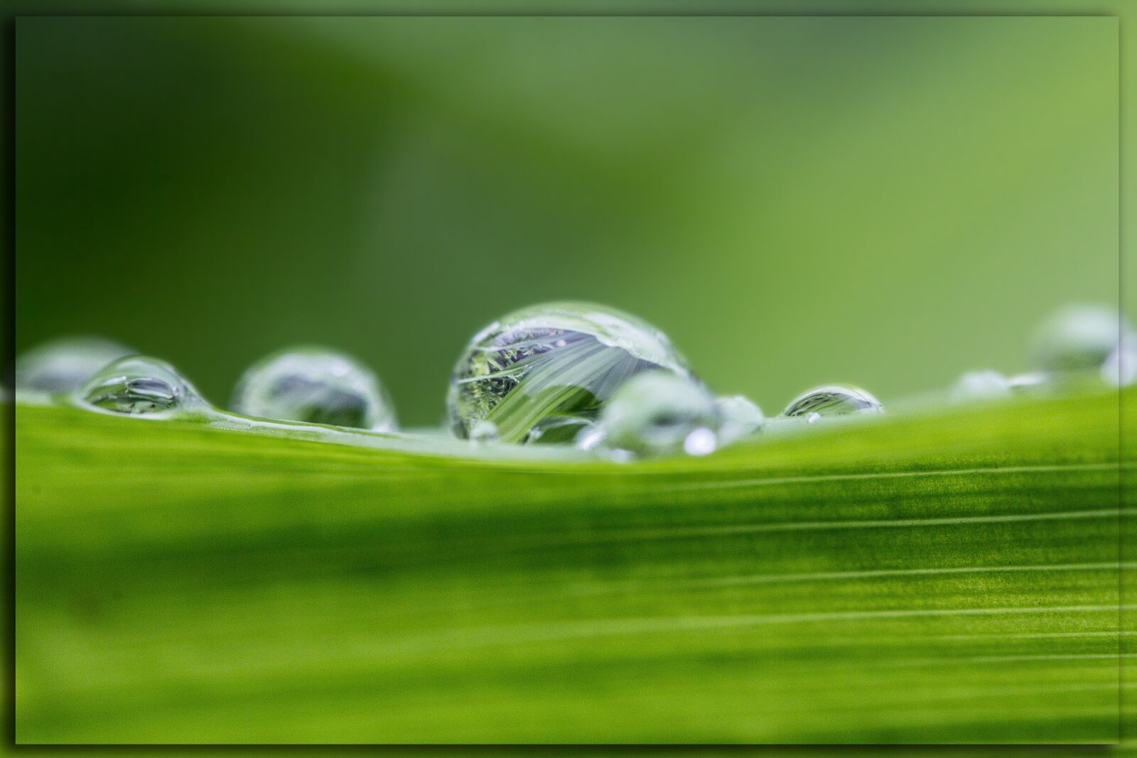 Canon EOS 60D sample photo. Drip, dew, water photography