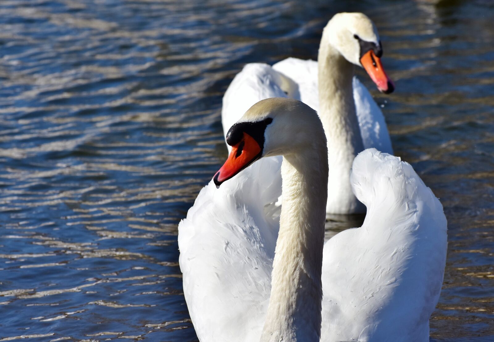 Nikon D7200 sample photo. Swan, water bird, schwimmvogel photography