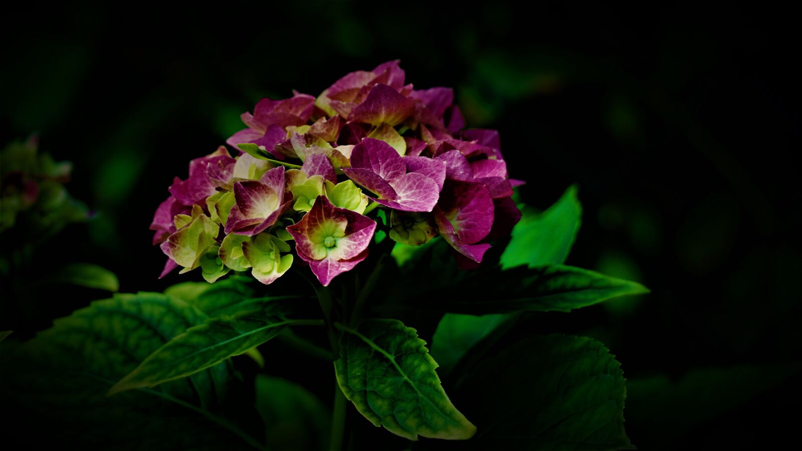 Sony E 70-350mm F4.5-6.3 G OSS sample photo. Hydrangea, black background, beauty photography