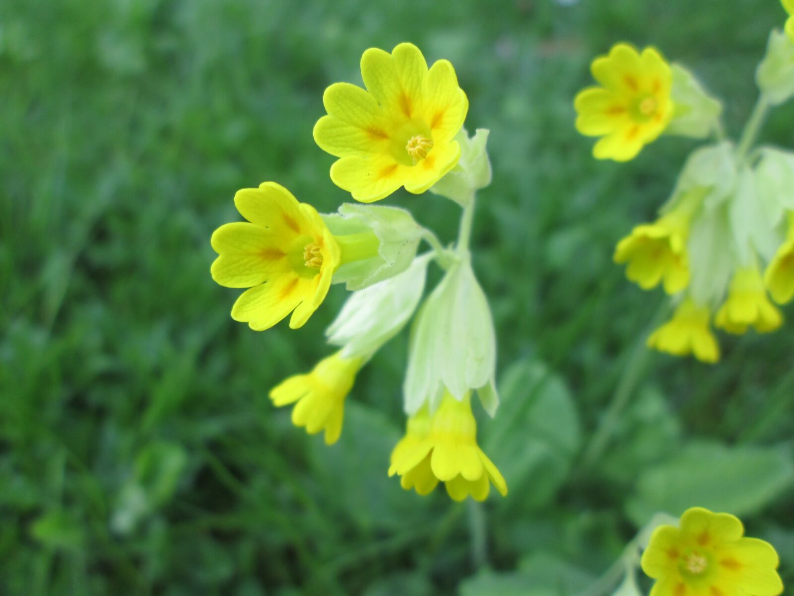 Canon POWERSHOT A2600 sample photo. Primula veris, roses are photography