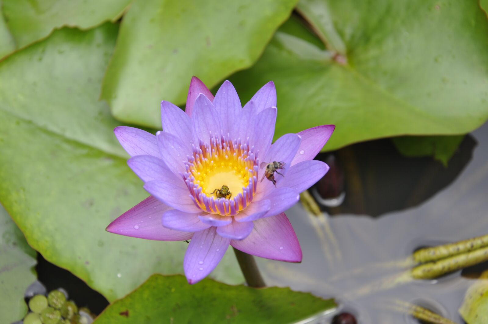 Nikon D5000 sample photo. Flower, vit ria r photography