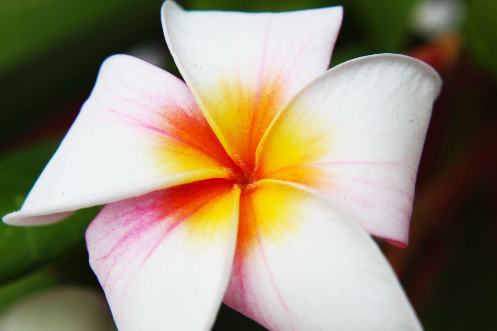 Canon EOS 1300D (EOS Rebel T6 / EOS Kiss X80) sample photo. Flower, tropical, plant photography