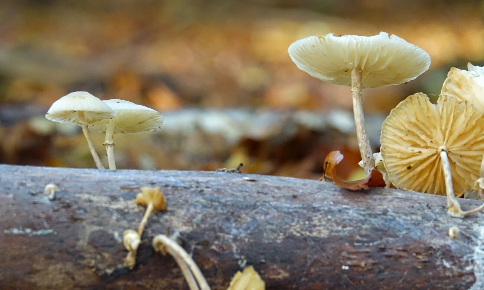 Sony Cyber-shot DSC-RX10 III sample photo. Mushrooms, mushroom, white photography