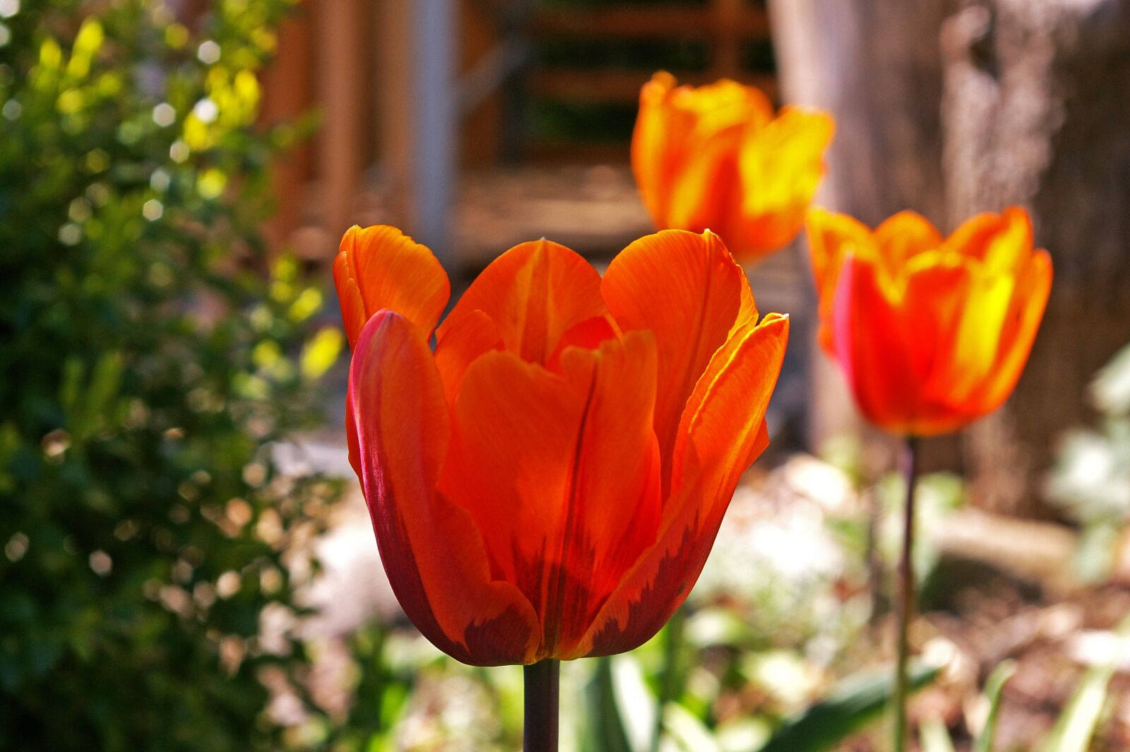 Pentax *ist DL2 sample photo. Tulips, yellow tumor, orange photography