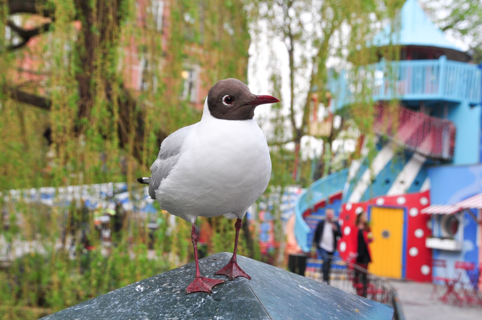 Nikon D90 sample photo. Gull, seagull, bird photography