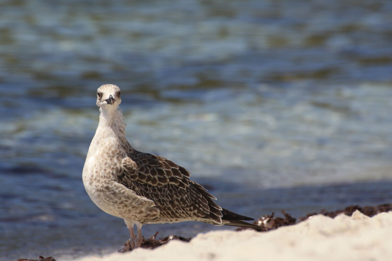 Canon EOS 1000D (EOS Digital Rebel XS / EOS Kiss F) sample photo. Seagull, beach, seaweed photography