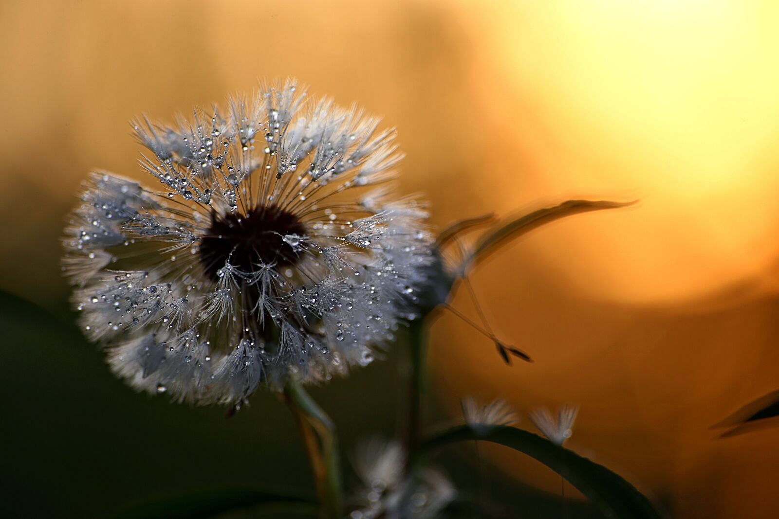 Canon EOS 6D sample photo. Nature, dandelion, living nature photography