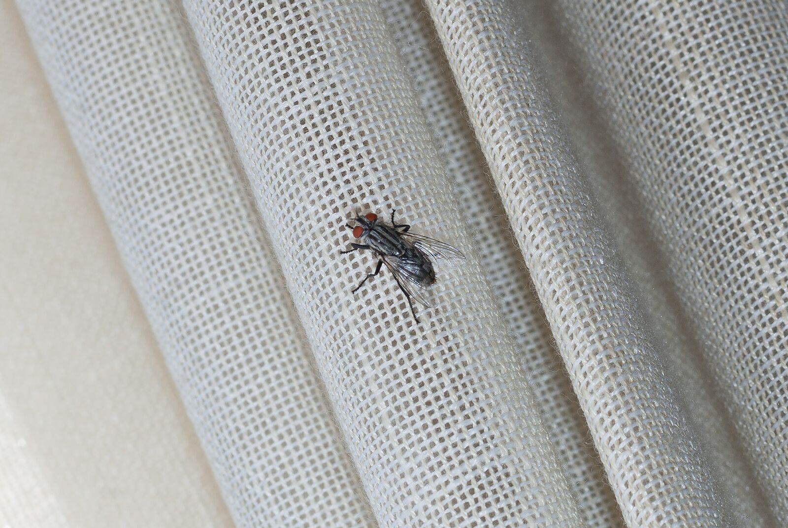Pentax K10D sample photo. Fly, curtain, canvas photography