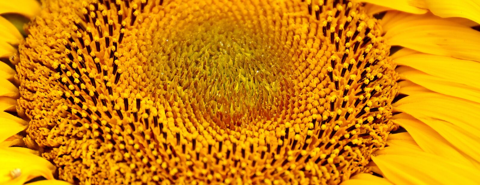 Nikon D7200 sample photo. Sunflower, summer, yellow photography
