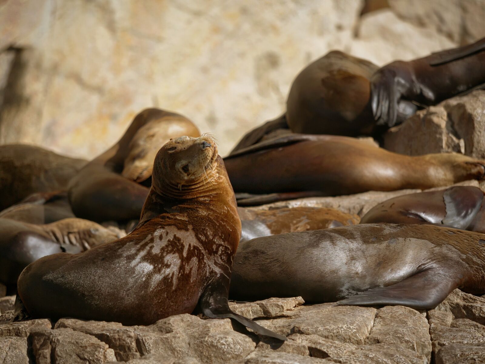 Panasonic Lumix DC-GH5 sample photo. Seal, seals, sea lion photography