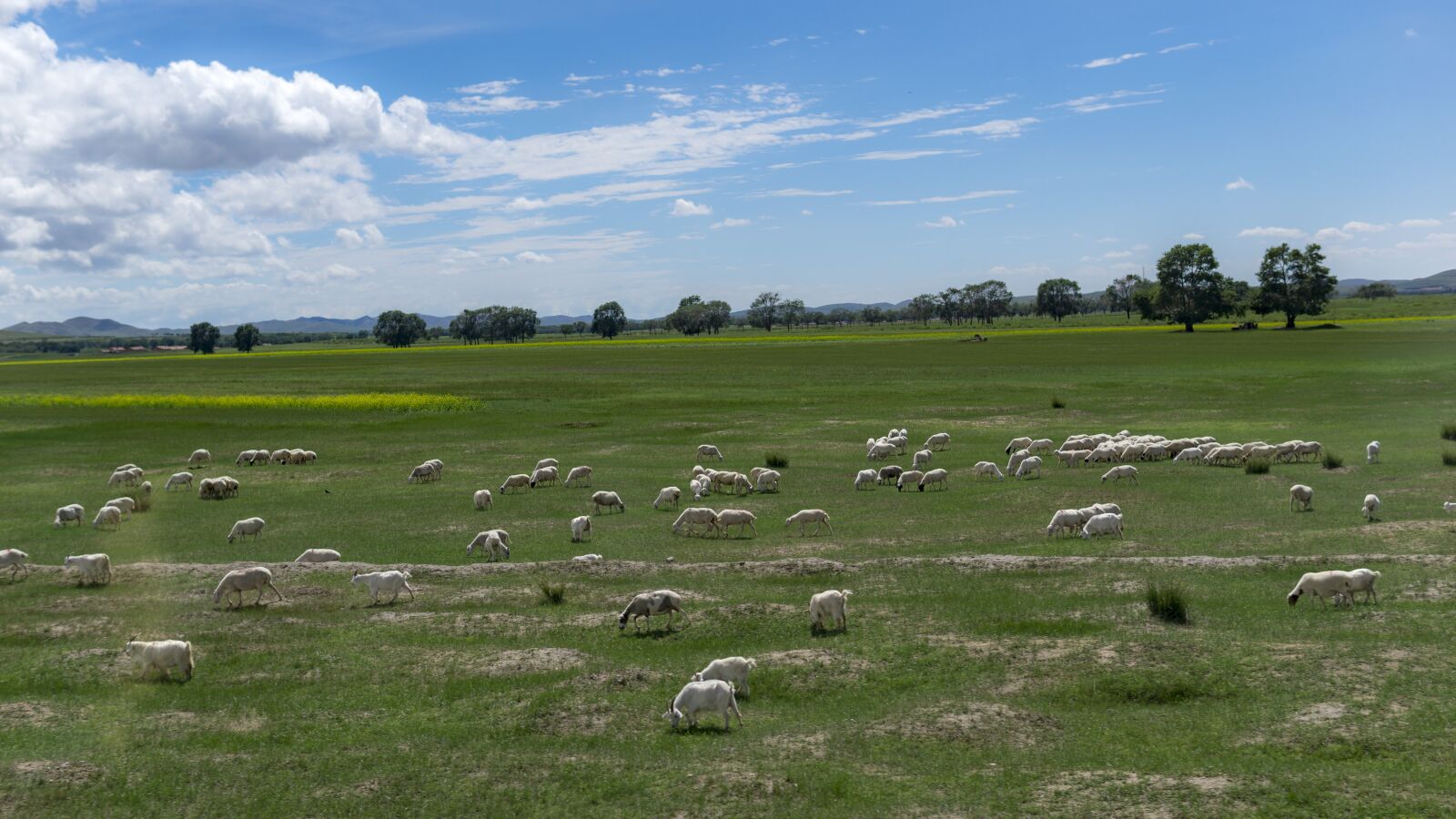 Sony a5100 sample photo. Prairie, blue sky and photography