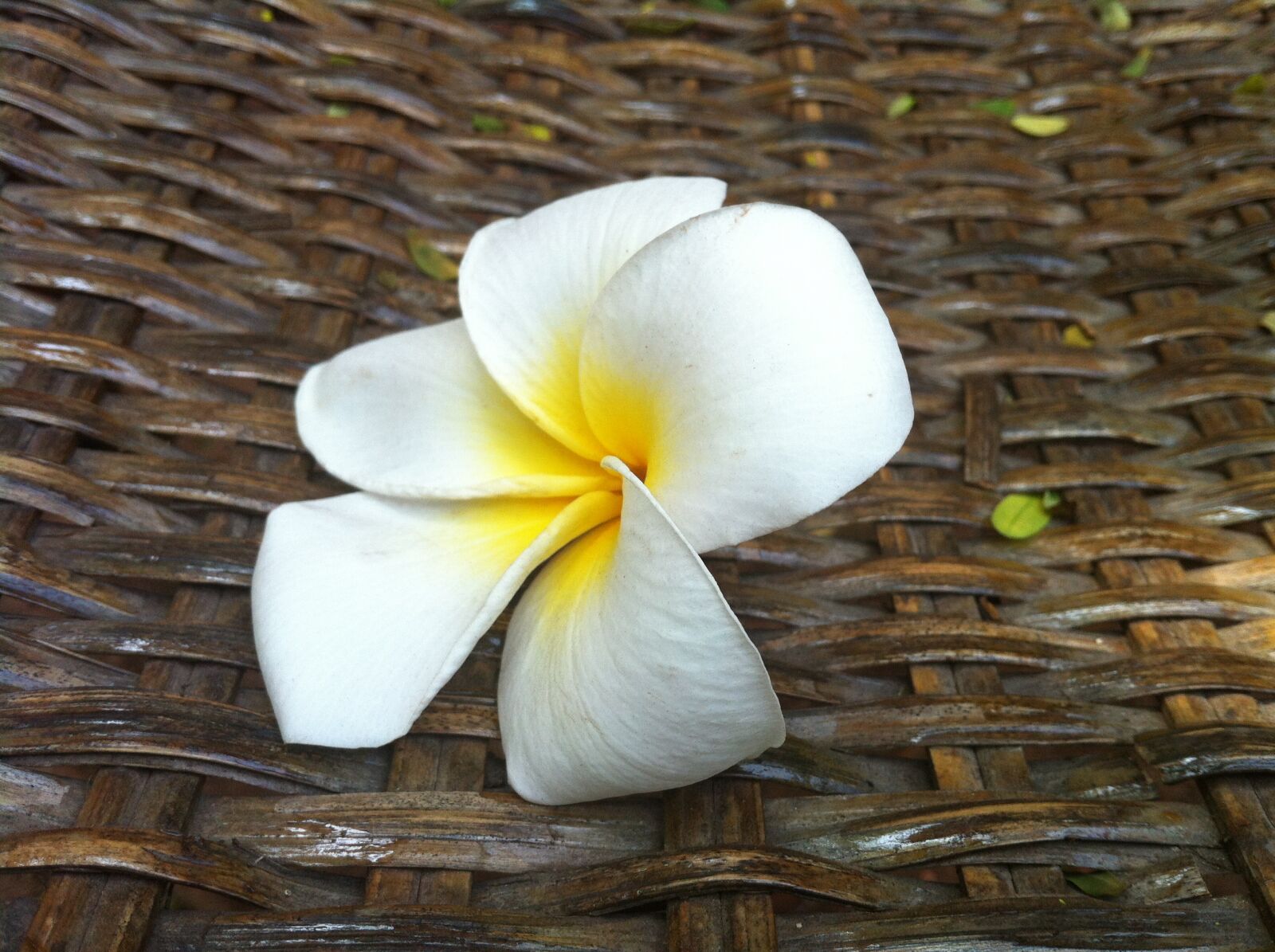 iPhone 4 back camera 3.85mm f/2.8 sample photo. Flower, sweetness, almond tree photography