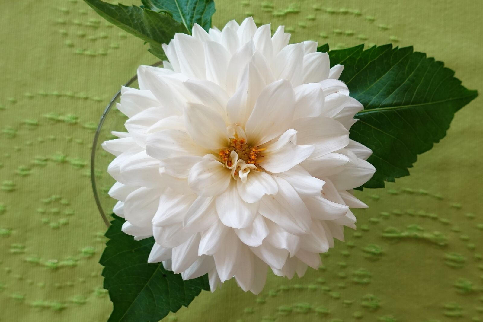 Sony DSC-RX100M7 sample photo. Flower, dahlia, white photography