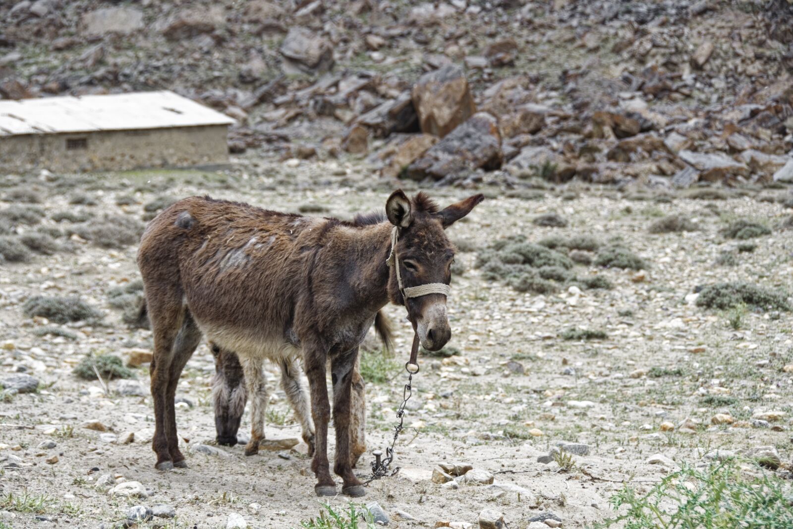 Nikon D500 sample photo. Donkey, animal, mammal photography