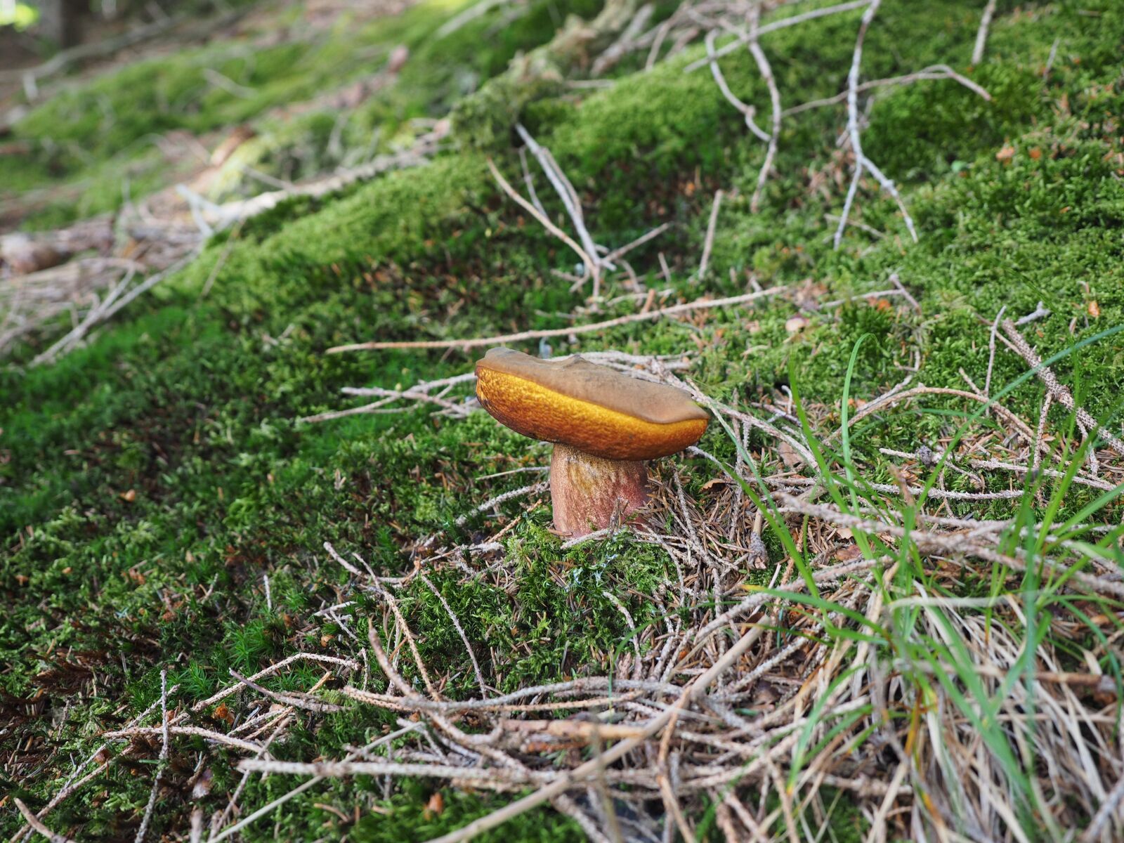 Olympus OM-D E-M1 + Olympus M.Zuiko Digital ED 12-40mm F2.8 Pro sample photo. Mushroom, cep, common mushroom photography