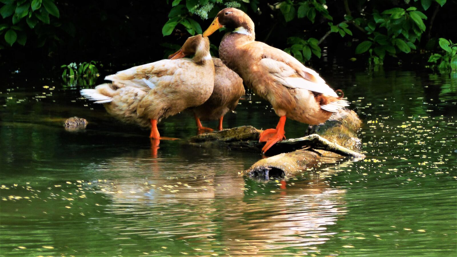 Panasonic Lumix DMC-FZ200 sample photo. Bird, nature, animal photography