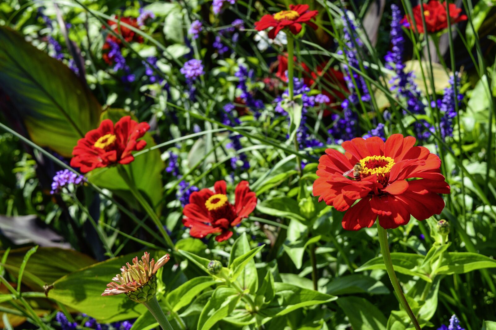 Nikon D3200 sample photo. Flower meadow, zinnia, verbena photography