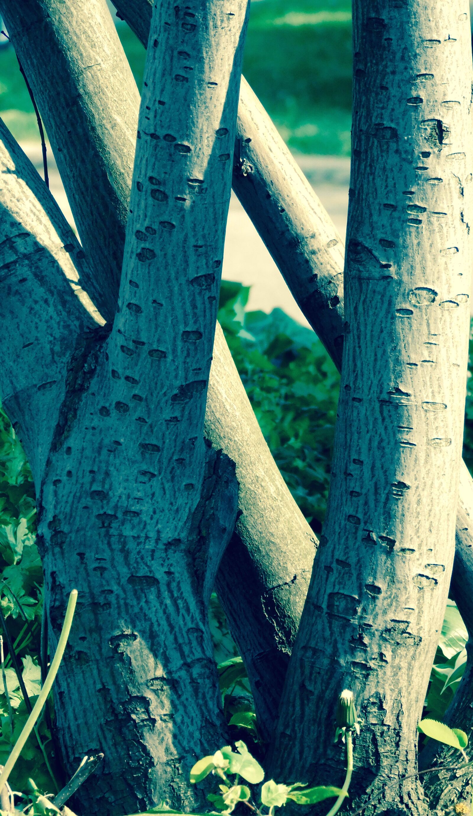 Nikon Coolpix L840 sample photo. Nature, stump, tree photography
