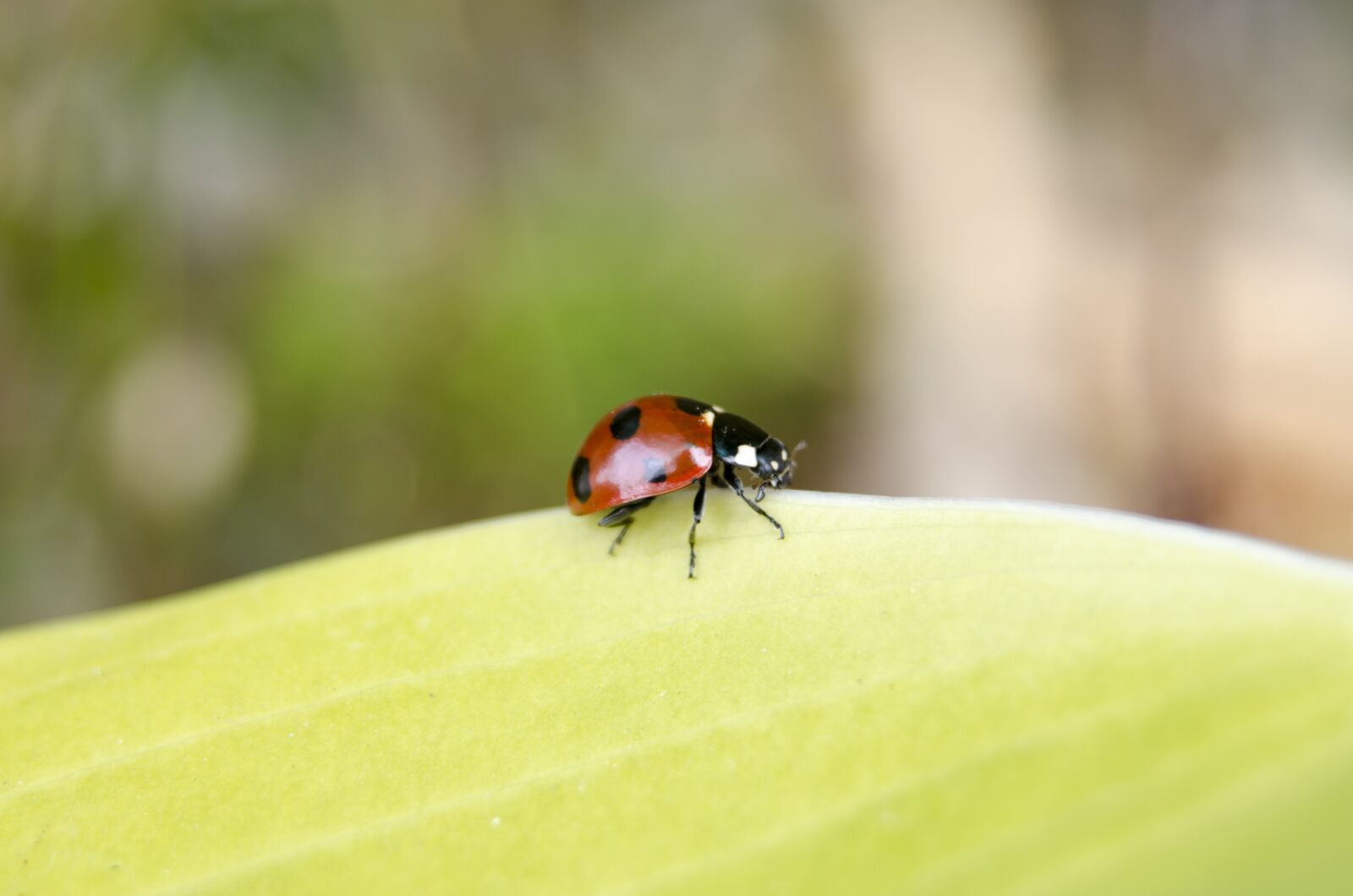 Nikon D5100 sample photo. Ladybug, insects, nature photography