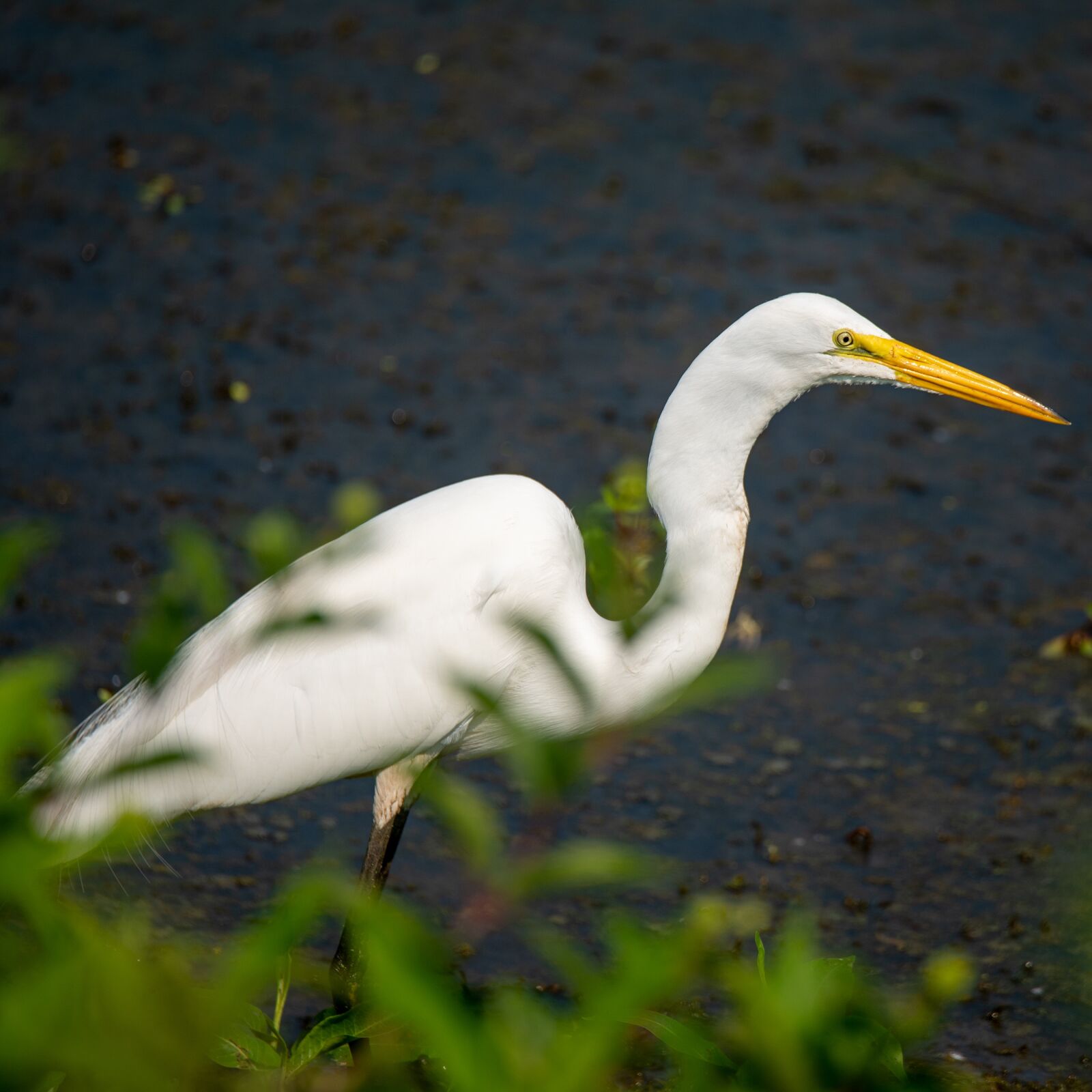 Nikon D750 sample photo. Great egret, egret, common photography