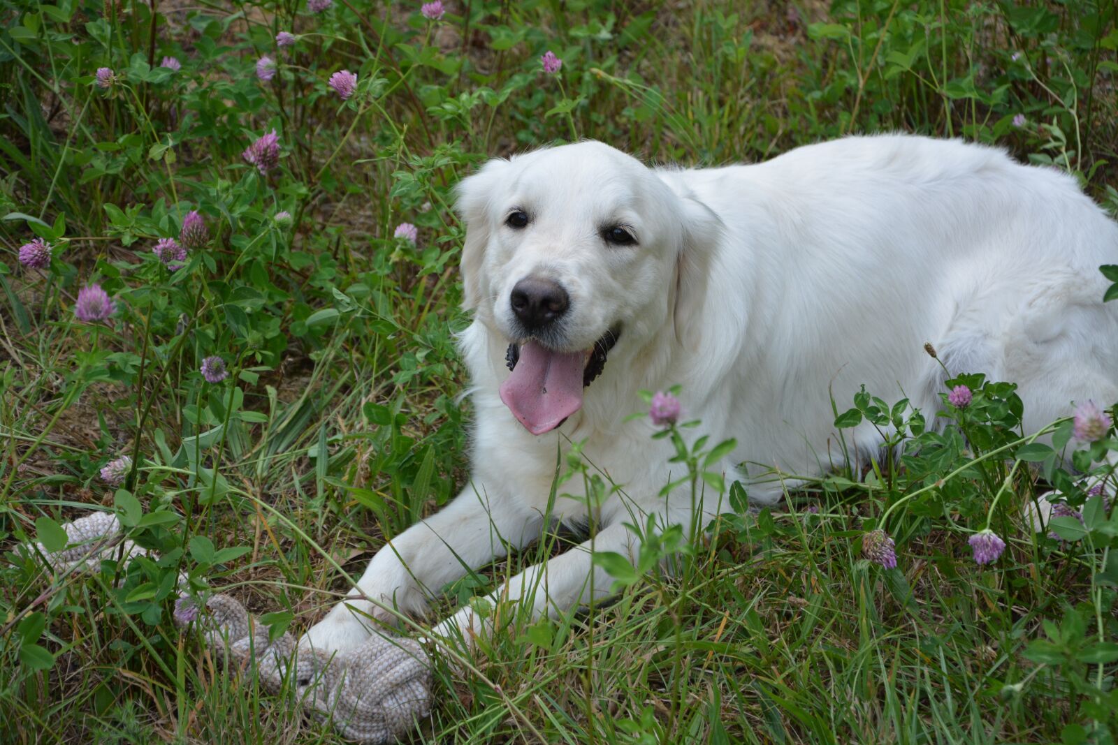 Nikon D5200 sample photo. Dog golden retriever, bitch photography