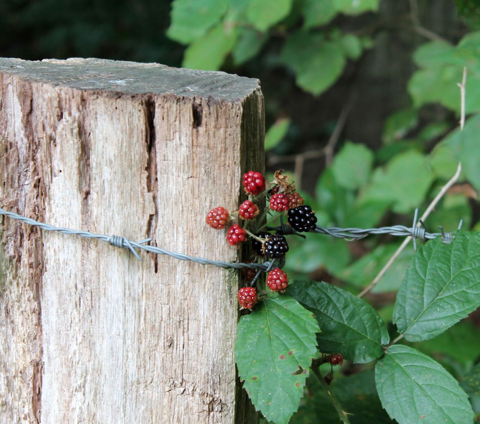 Canon EOS 1100D (EOS Rebel T3 / EOS Kiss X50) sample photo. Berries, autumn beginning, nature photography