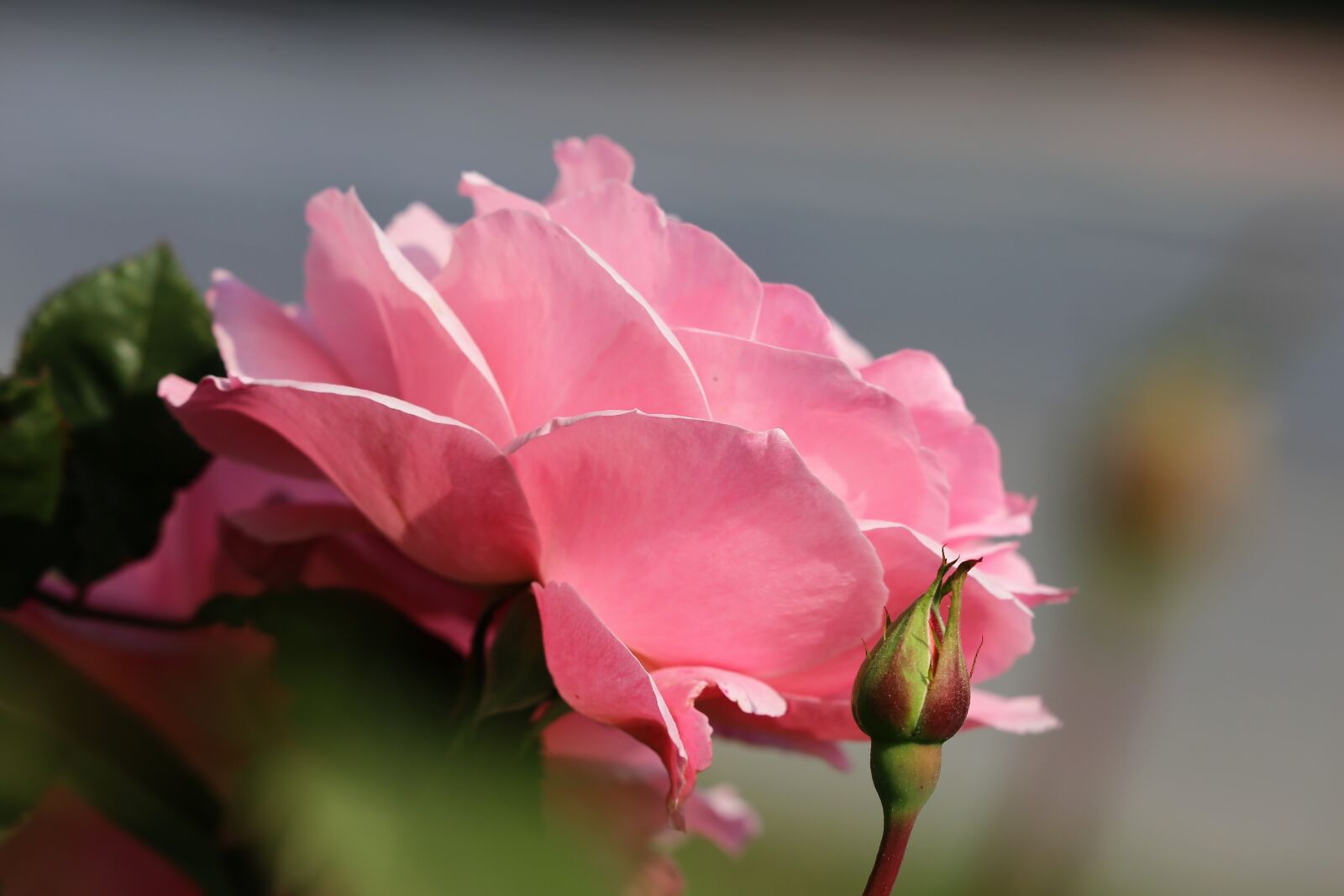 Canon EF 70-300 F4-5.6 IS II USM sample photo. Pink rose papillon, bloom photography