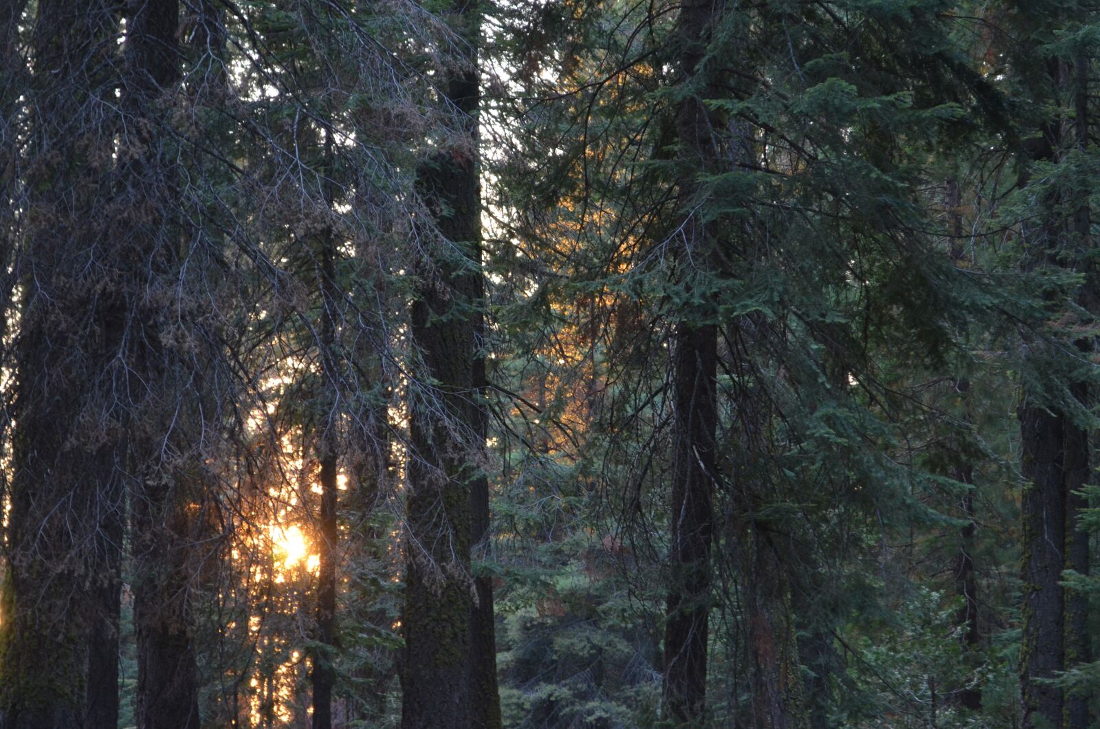 Nikon D5100 sample photo. Forest, sunset, coniferous forest photography