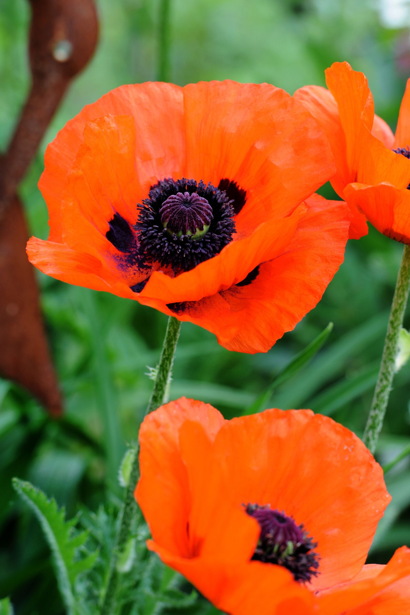 Nikon D3X sample photo. Poppy, flower, close up photography