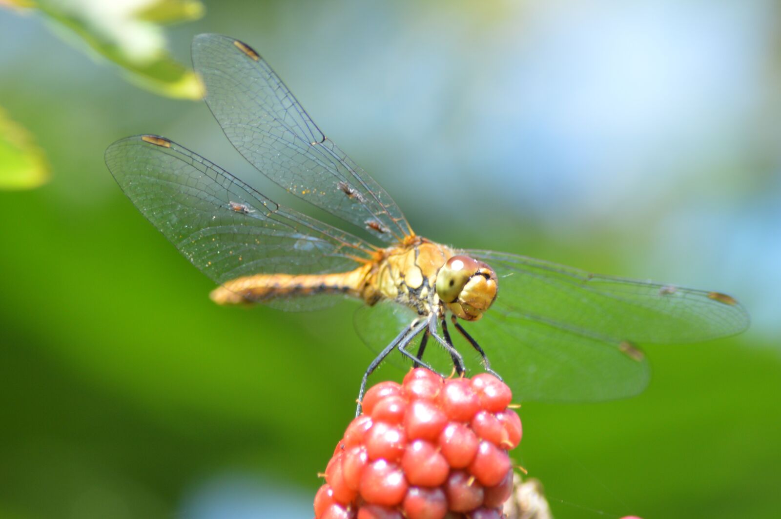 Nikon D3200 sample photo. Insect, dragonfly, wings photography