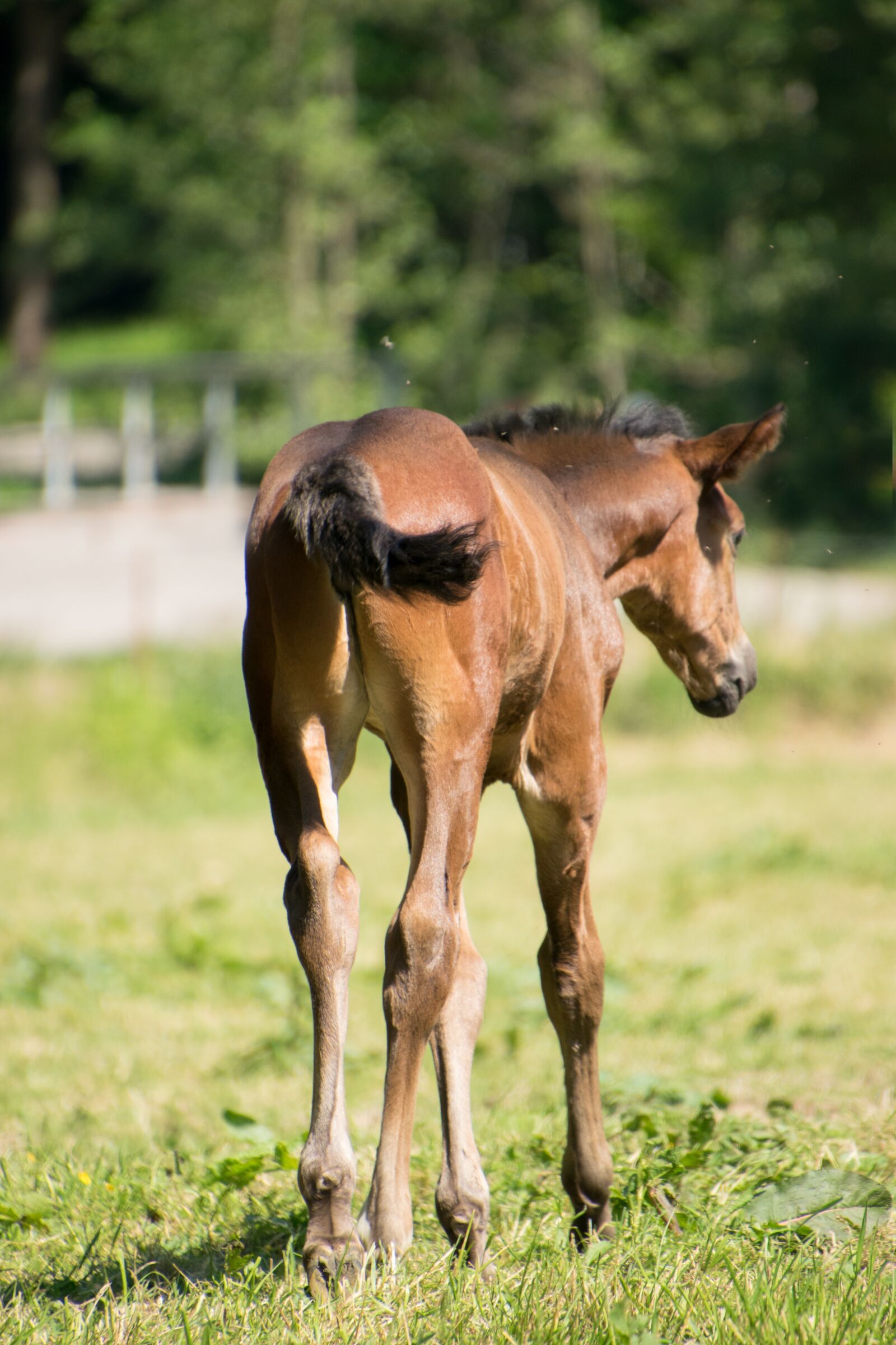 Nikon D3300 sample photo. Horse, foal, animal photography