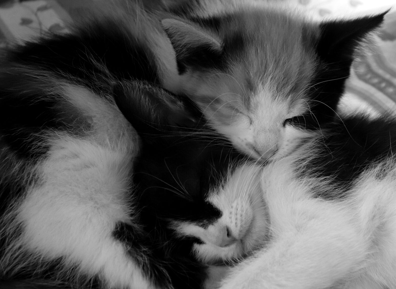 Canon EOS 200D (EOS Rebel SL2 / EOS Kiss X9) sample photo. Cat, sleep, animal photography