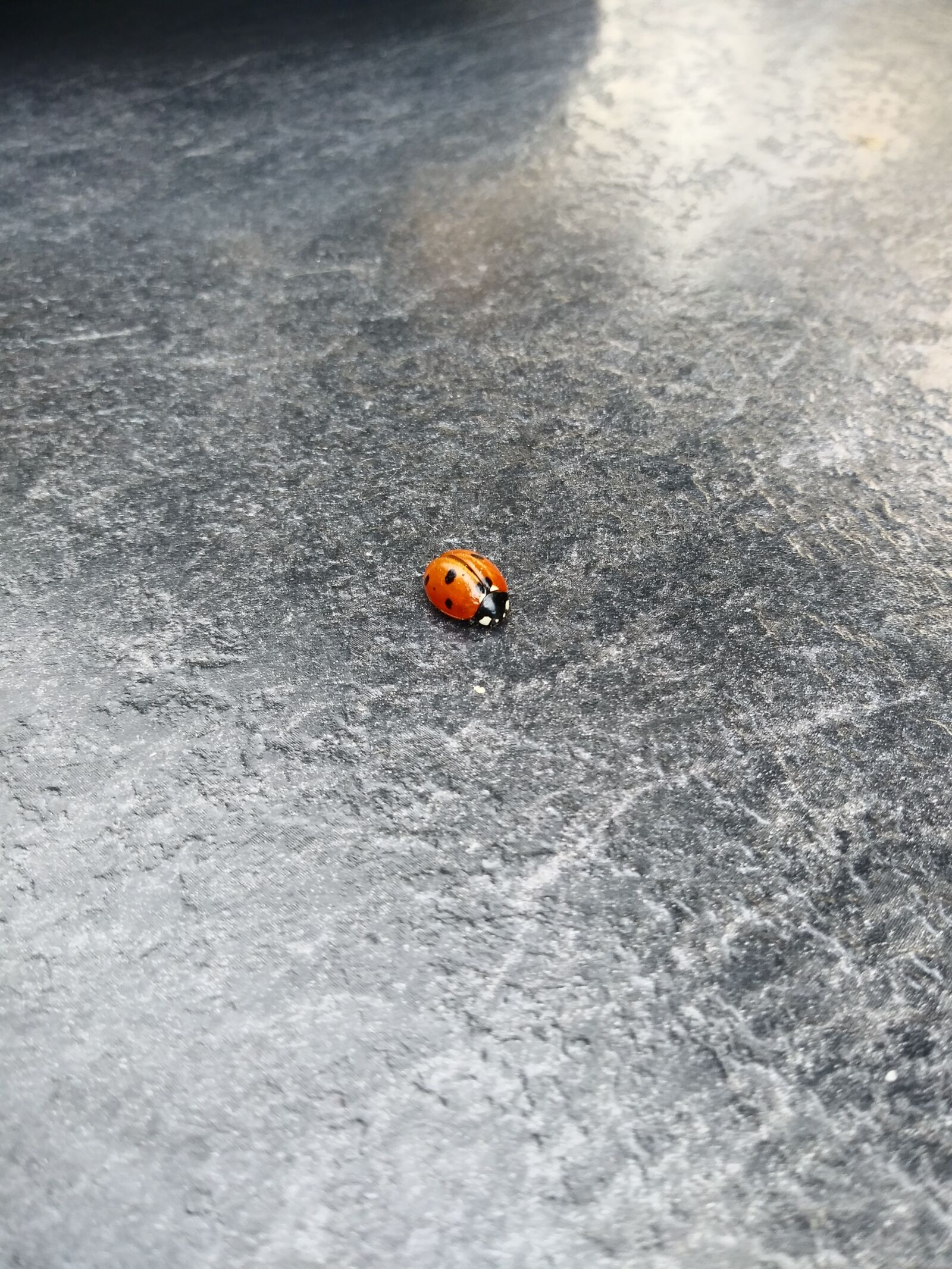 LG Q6 sample photo. Bug, ladybug, insect photography
