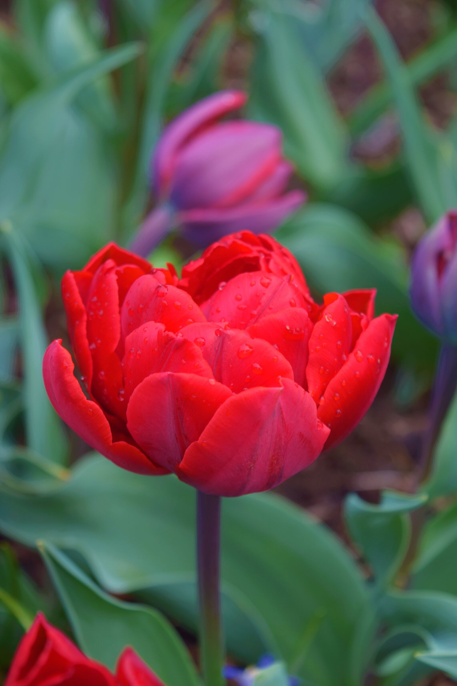 Nikon D3300 sample photo. Red flowers, fields, bloom photography
