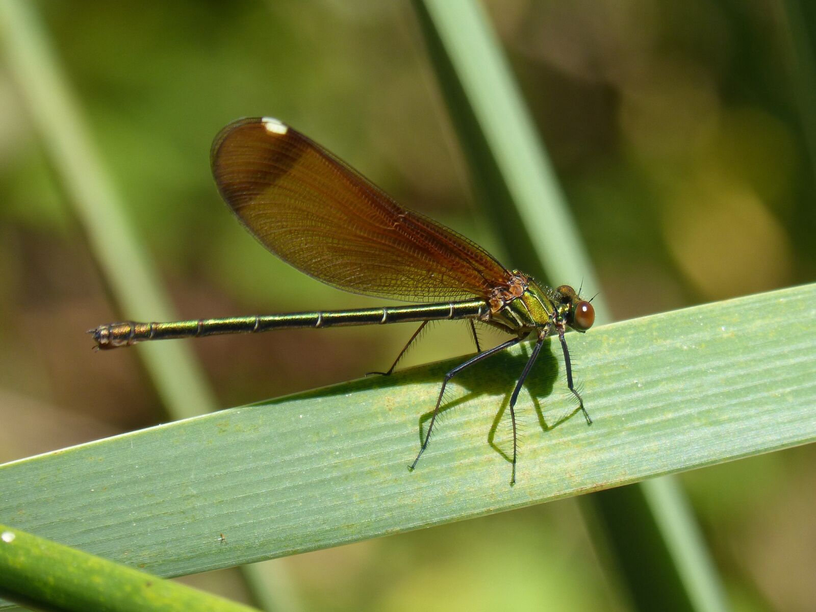 Panasonic DMC-FZ62 sample photo. Dragonfly, damselfly, green dragonfly photography