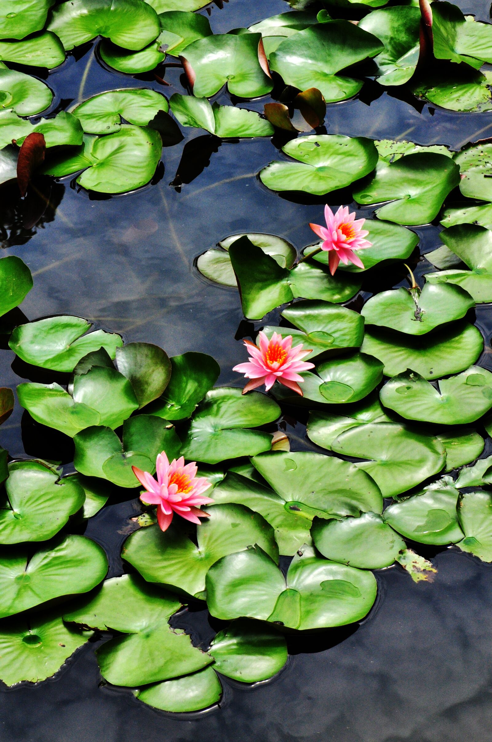 Nikon D90 sample photo. Lotus, flower, lotus flower photography