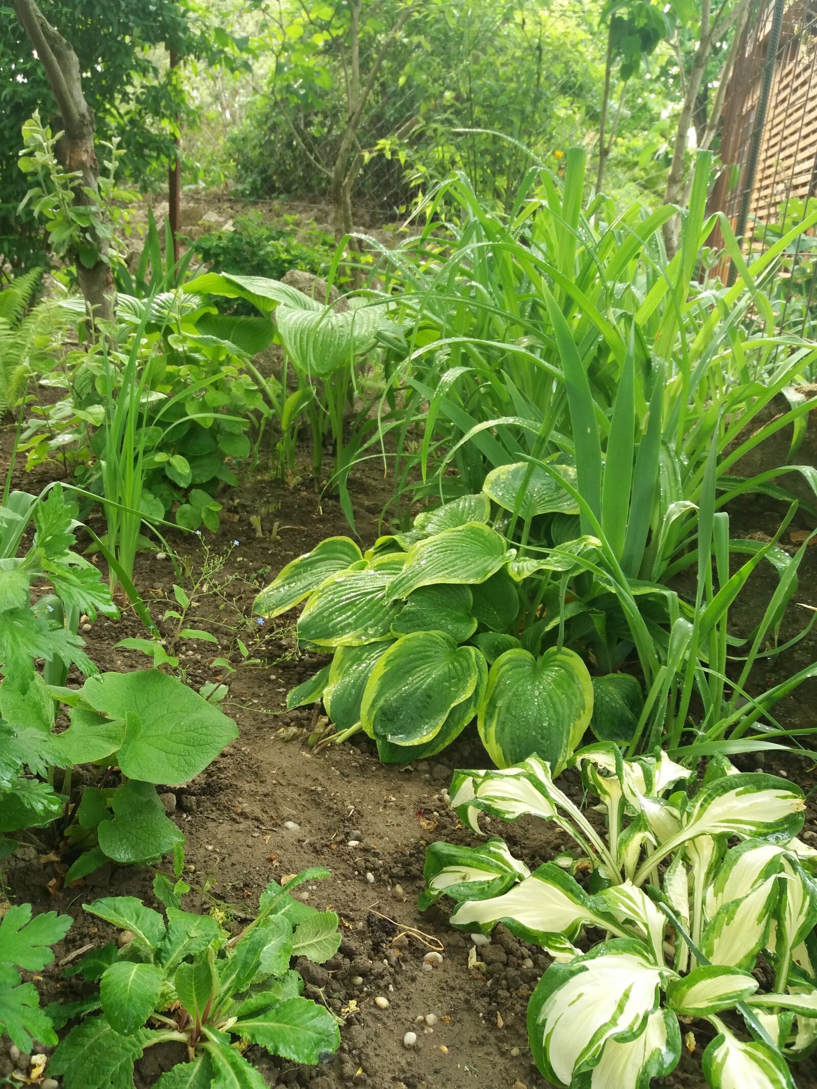Samsung Galaxy J5(2016) sample photo. Green, hosta, árnyék photography