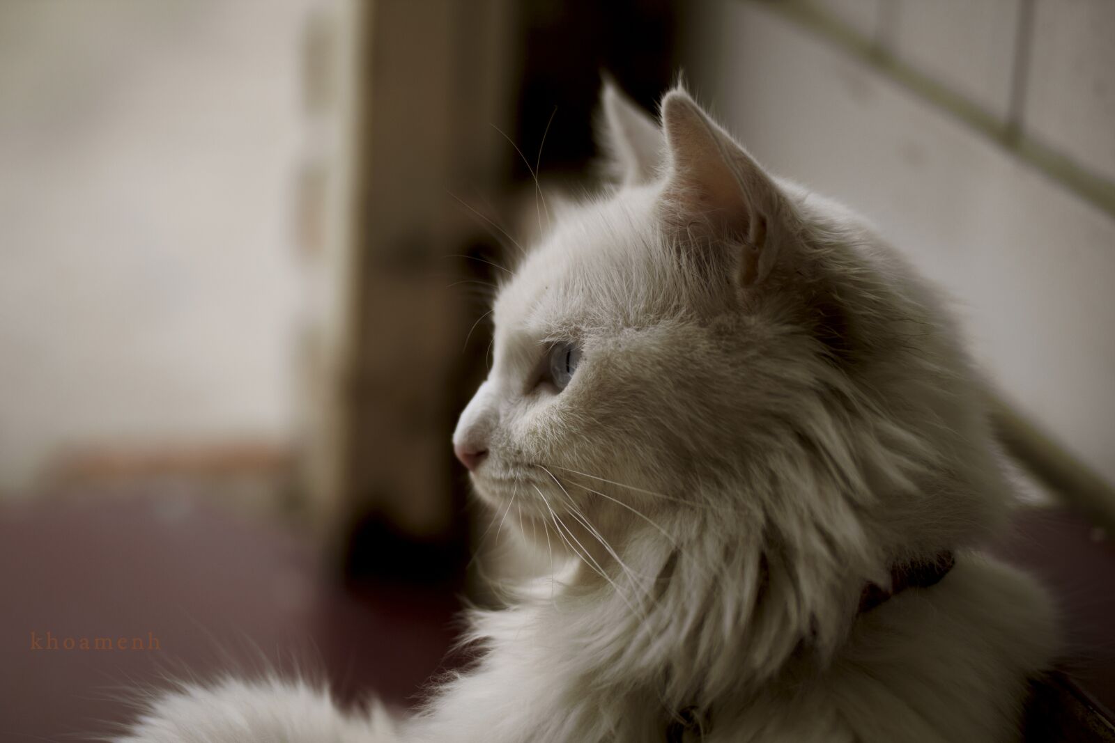 Canon EOS 500D (EOS Rebel T1i / EOS Kiss X3) sample photo. Cat, animal, pet photography