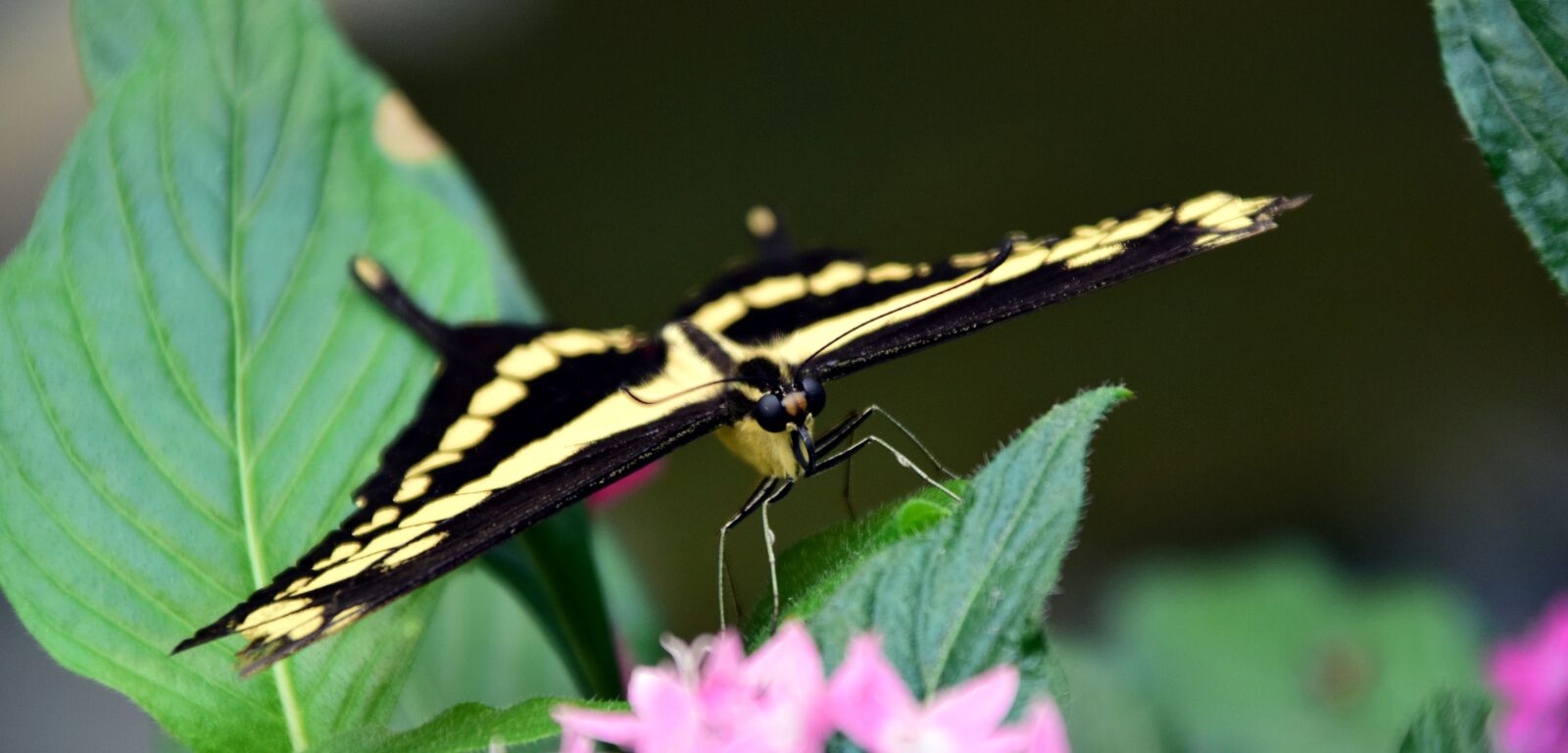 Nikon D3300 sample photo. Dovetail, papilio machaon, butterfly photography