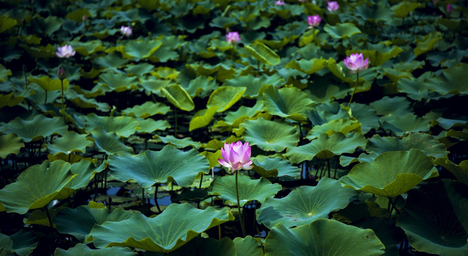 Canon EOS 6D Mark II sample photo. Lotus, water, pond photography