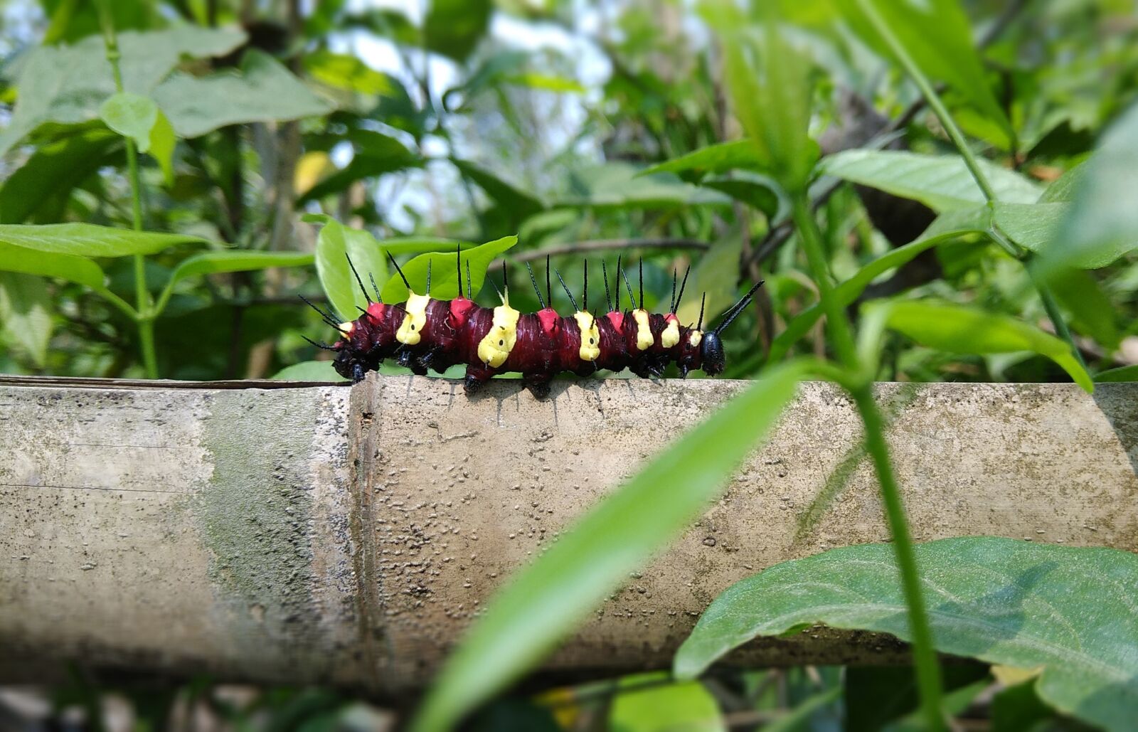Xiaomi Redmi Note 4 sample photo. Caterpillar, nature, insect photography