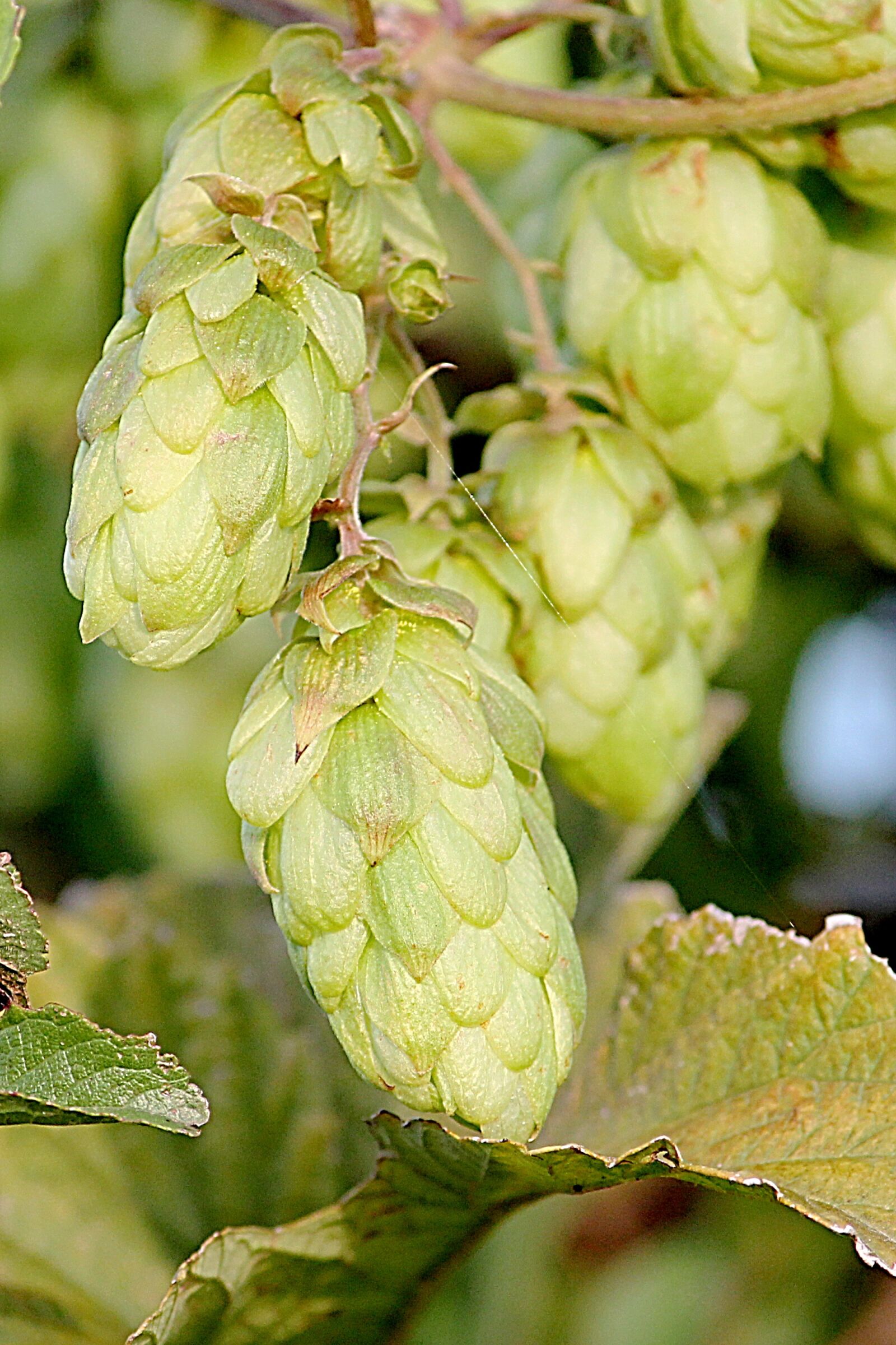 Canon EOS 1100D (EOS Rebel T3 / EOS Kiss X50) sample photo. Hops, wild hop, green photography