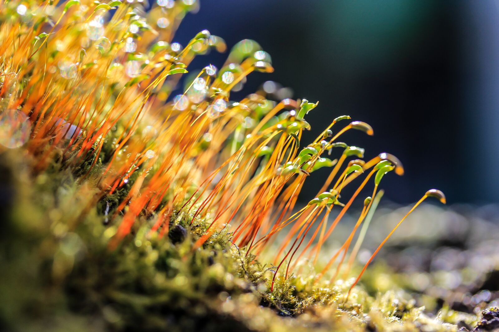Canon EF-S 60mm F2.8 Macro USM sample photo. Moss, flowering moss, macro photography