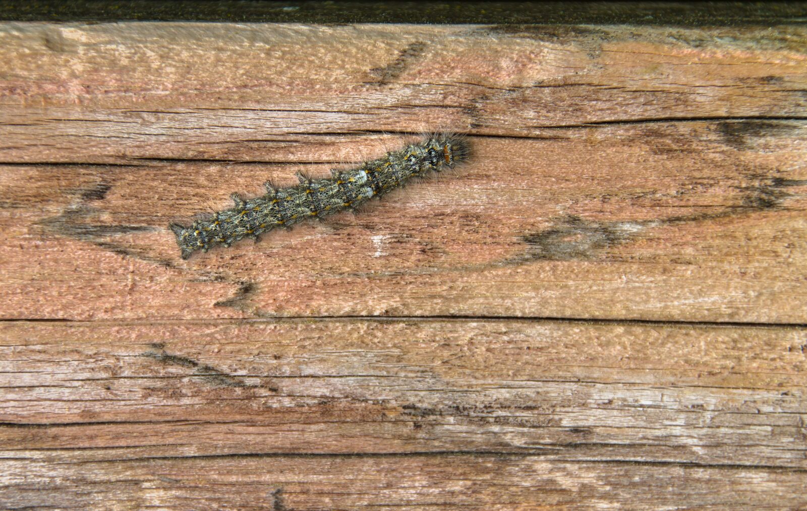 Canon EOS 7D sample photo. Caterpillar, camouflage, insect photography