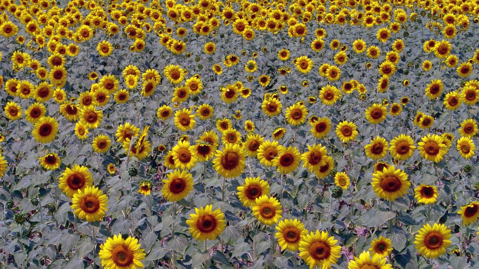 Sony DSC-P92 sample photo. Sunflower, sunflowers, sunflower fields photography