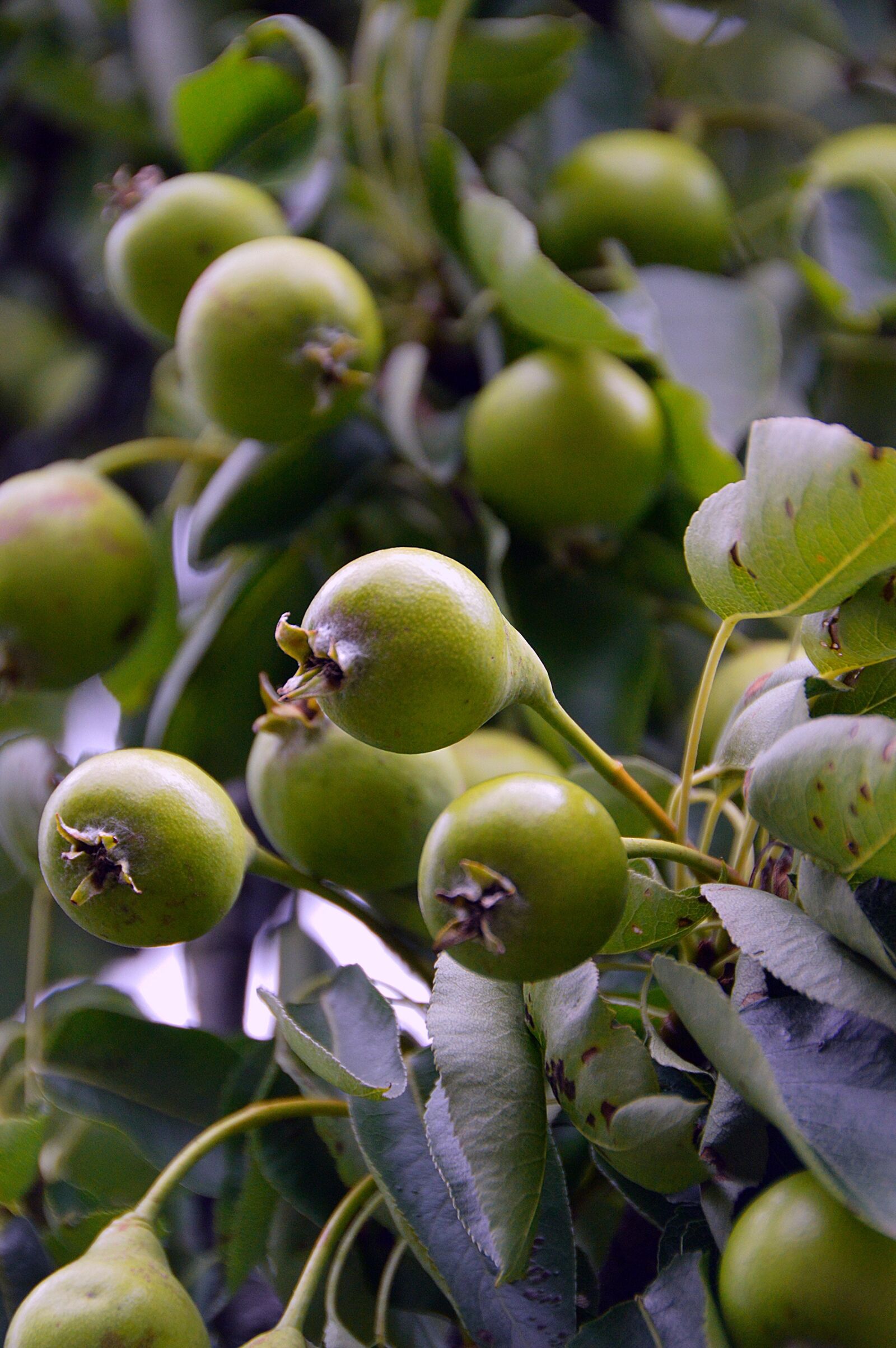 Nikon D3200 sample photo. Pear, green, fruit photography